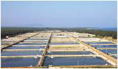 Shrimp&nbsp;Farming