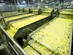 French&nbsp;Fries&nbsp;Production&nbsp;Line