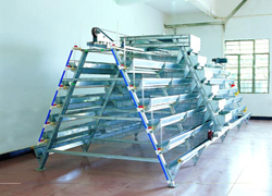A&nbsp;type&nbsp;chicken&nbsp;cage
