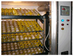 Chicken&nbsp;Incubator
