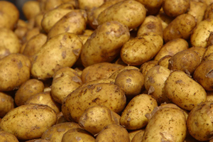 Potato&nbsp;Minituber&nbsp;Supply