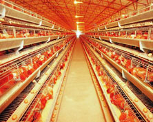 H&nbsp;type&nbsp;chicken&nbsp;cage