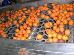 citrus&nbsp;peeling&nbsp;machine
